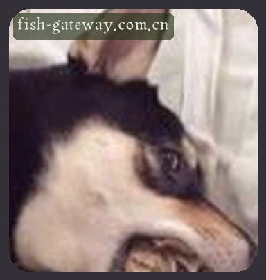 郑丽
